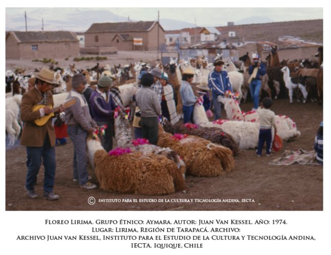 Chuscas, aretes y chumbas son los nombres que recibe las "flores" que marcan a las llamas