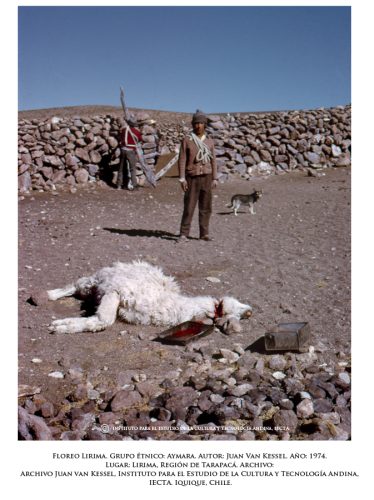 La sangre del llamo sacrificado se junta en una fuente y luego se esparce como ofrenda a la tierra